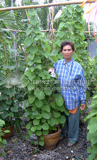 Thundergia laurifolia